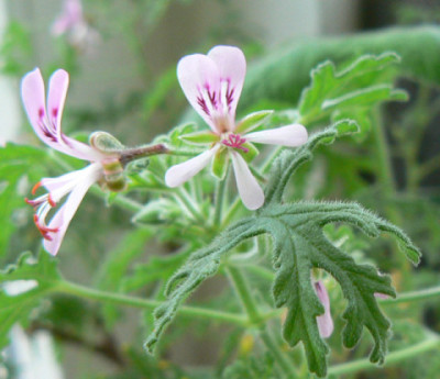Pelargonium_1a.jpg