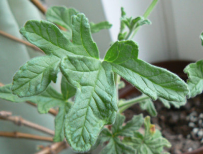 Pelargonium_2a.jpg