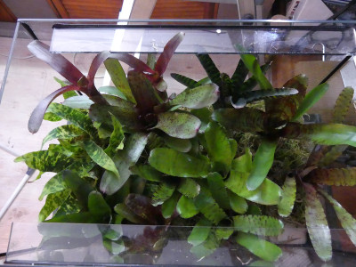2022-02-22 Terrarium Neoregelia 2.jpg