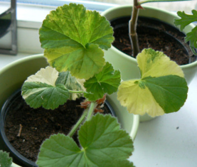 Pelargonium_3a.jpg