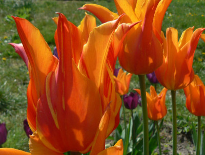 Ballerina_07_04_30a.jpg