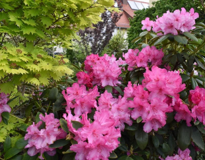 Acer vs. Rhodo.JPG