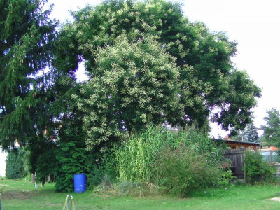 Jap.Schnurbaum 009.JPG