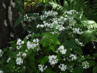 Deutzia setchuensis Sternjetop 2021-07-10 (3).JPG