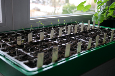 Tomaten0108.jpg