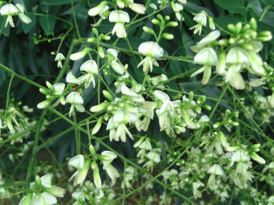 Jap.Schnurbaum 003.JPG