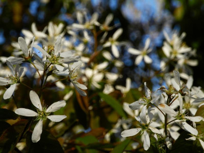 Amelanchier lamarckii 2021-05-07 (3).JPG