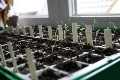 Tomaten0208.jpg