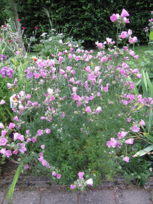 Malva moschata_6487.JPG