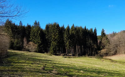 Büwiesenbaumregen22.jpg