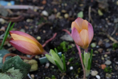 DSCF5983.JPG