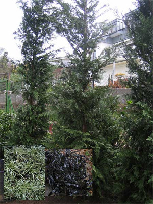 newgarden_leylandii.jpg