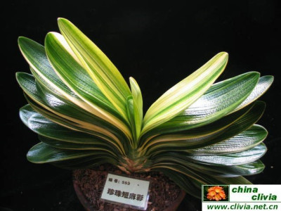 Variegated_clivia.jpg