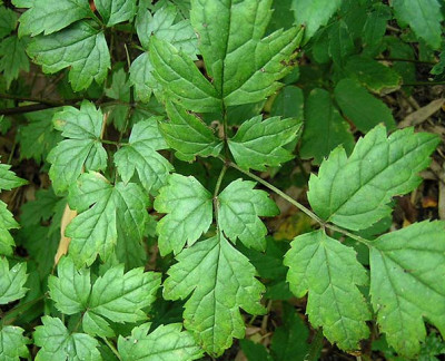cimi_kleinea_blatt.jpg