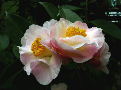 Loretta-Feathers.jpg