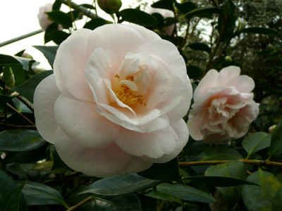 Mrs.DW.-Davis-Spezial.jpg