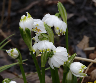 DSC_4401_DxO.jpg