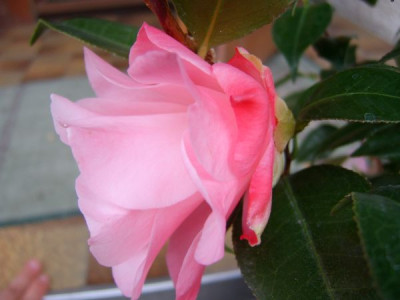hagoromo_pink.jpg