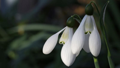 IMG_9722CC.jpg