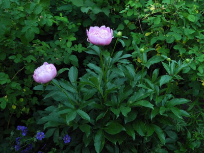 Paeonia am Langen Jammer 2018-05-27 (2).JPG