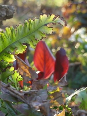 2022-02-23 Gartenimpressionen 3.jpg