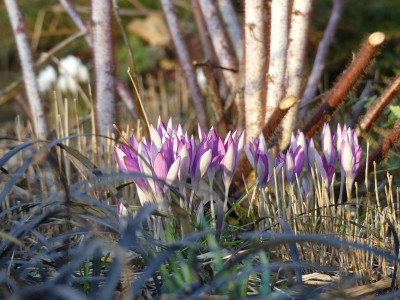 2022-02-23 Gartenimpressionen 4.jpg