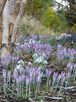 2022-02-23 Gartenimpressionen 6.jpg
