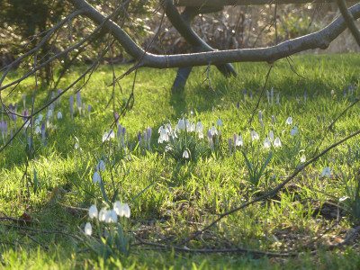 2022-02-23 Gartenimpressionen 8.jpg