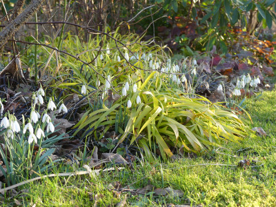 2022-02-23 Gartenimpressionen 11.jpg