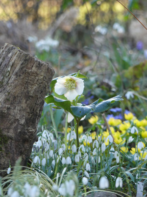 2022-02-23 Gartenimpressionen 14.jpg