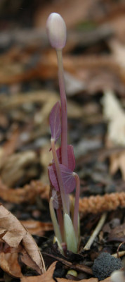 IMG_3448_eJeffersonia_diphyllia.JPG