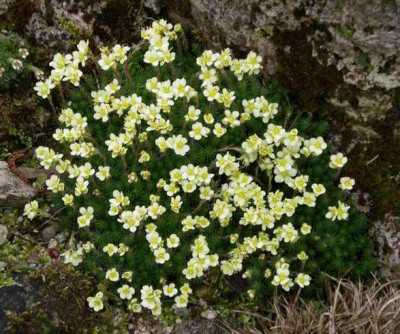 Saxifraga_2008-03-16.JPG