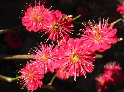 Prunus mume 2.JPG