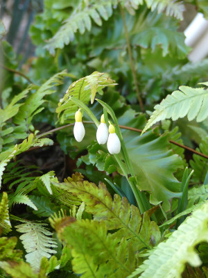 2022-02-23 Galanthus 'Primrose Warburg'.jpg