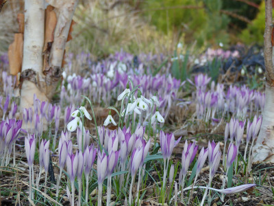 2022-02-23 Galanthus 'Trumps'.jpg