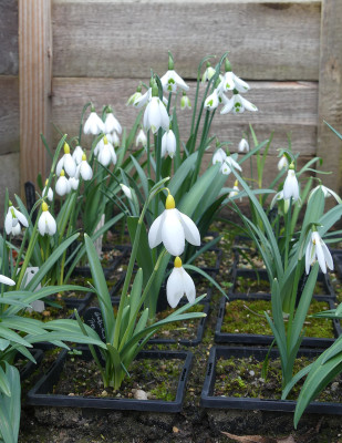 2022-02-23 Galanthus 'Treasure Island'.jpg