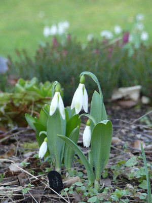 2022-02-23 Galanthus 'Moya's Green'.jpg
