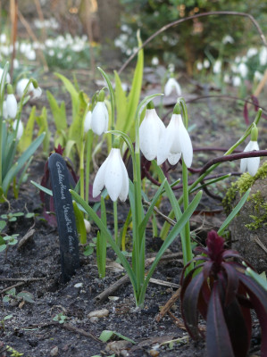 2022-02-23 Galanthus 'Sandhill Gate'.jpg