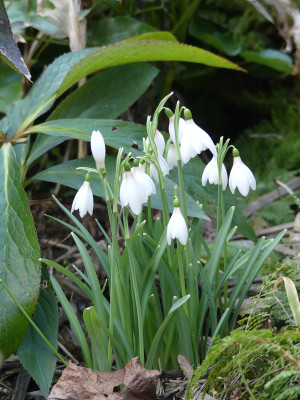2022-02-23 Galanthus 'Gloria'.jpg