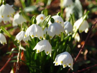 Leucojum Jagst P2230157.JPG