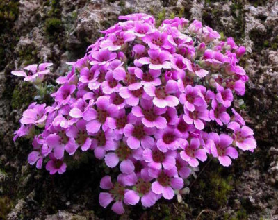 Saxifraga_2008-03-16_001.JPG