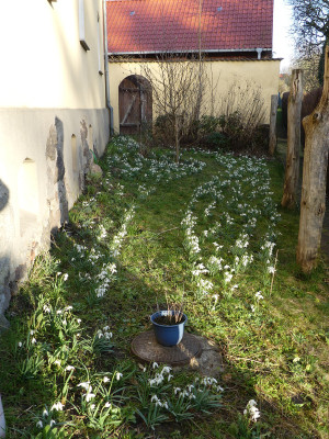 2022-02-23 Galanthus 1.jpg
