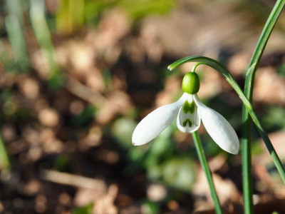 Galanthus elwesii sehr klein P2230160.JPG