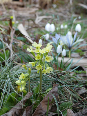 2022-02-23 Primula elatior.jpg