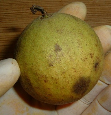 unbek_nuss01.jpg
