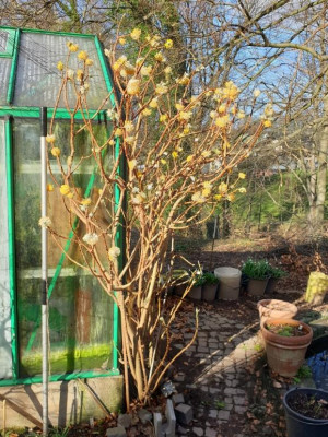 Edgeworthia chrysantha.jpg