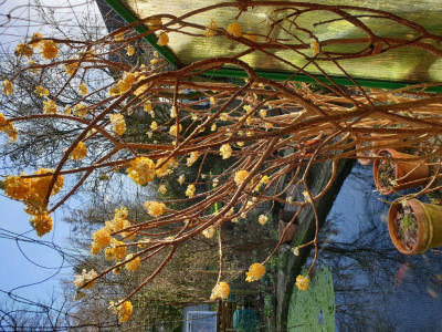 Edgeworthia chrysantha (2).jpg
