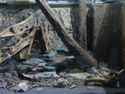 2022-02-23 Terrarium Xaxim 2.jpg