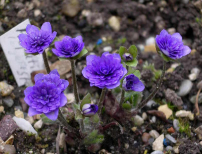 Hepatica_nobilis_Ladislav_2008-03-16.JPG