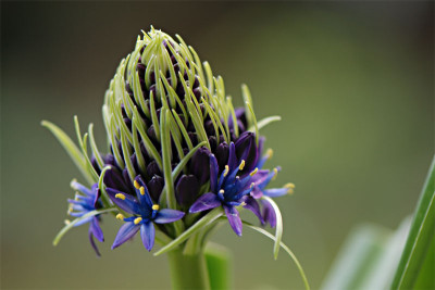 Scilla_peruviana_2.jpg